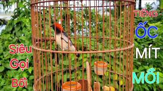 Download Lagu Tiếng chim Ốc Mít mồi siêu nhạy cho anh em bẫy keo bẫy dính bật lên bổi về/ Thú vui nuôi chim Ốc Mít MP3