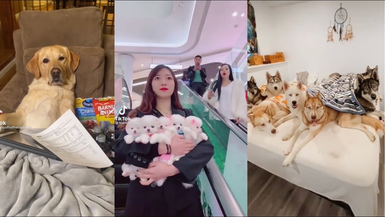 Dogs Doing Funny Things Tik Tok ~ Cutest Puppies TIKTOK Compilation ...