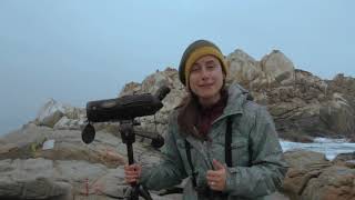 Pajareando Aprendo 2 Aves Costeras Zona Central