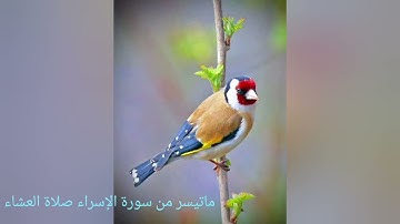 ماتيسر من صلاة العشاء سورة الإسراء بمقام الحجاز - محمد الكريني الملوكي.