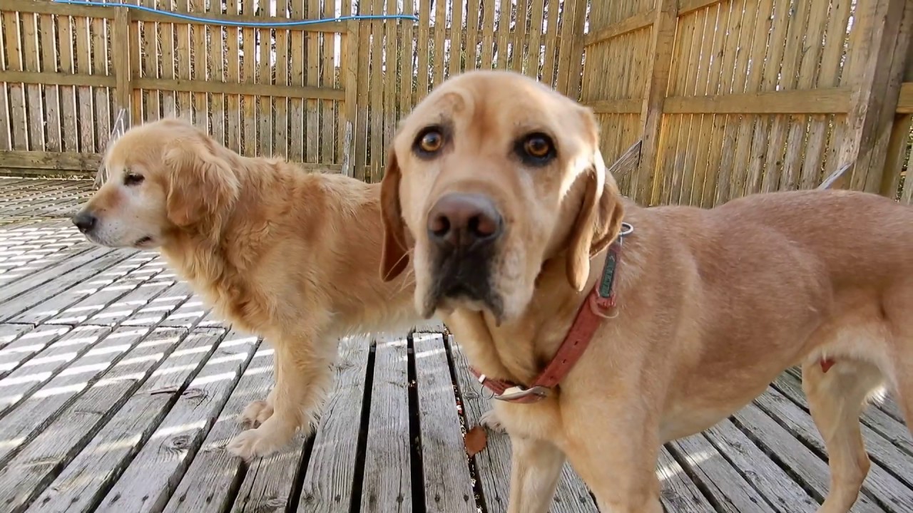 老犬ホーム 大型犬 ラブラドール ゴールデン ミックス Youtube