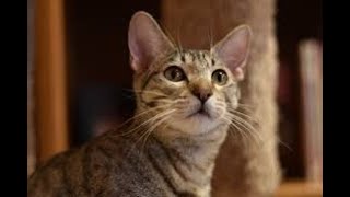 tales cats super - cats Stories amazing - the wonderful world of cat 39 by قناة الحيوانات tv Animals 19 views 3 years ago 11 minutes, 9 seconds