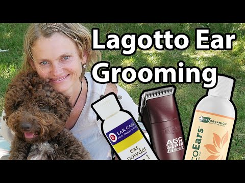 Lagotto Romagnolo Ear Grooming
