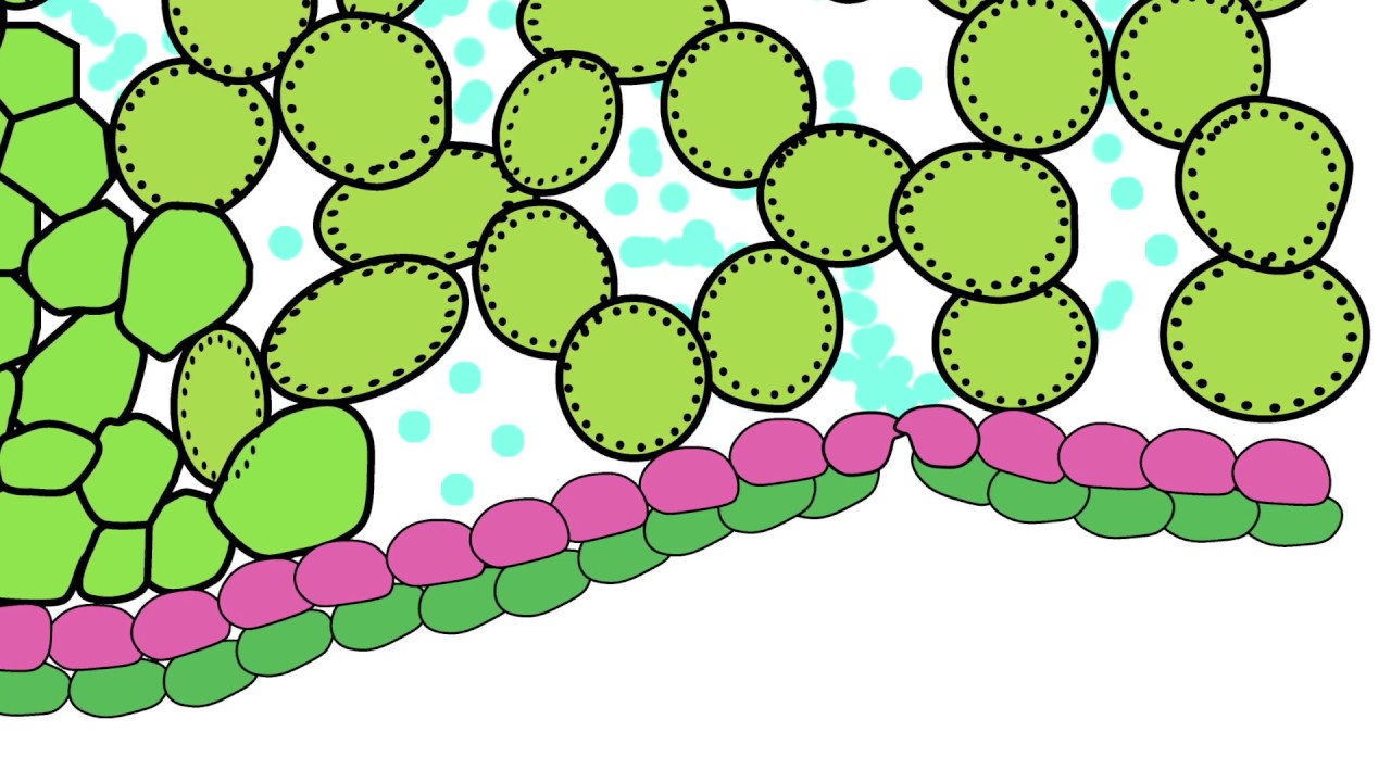 How Is Respiration In Plants Different Why Diffusion Suits Plants?