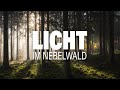 Tolle Lichtstimmung und ein alter Bekannter im Herbst | Landschaftsfotografie