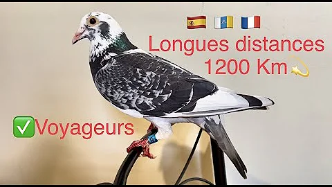 Quelle distance peut faire un pigeon voyageur ?