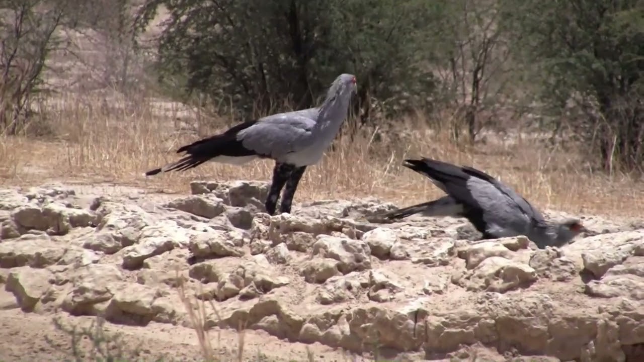 2011 06 tfp 05 movie