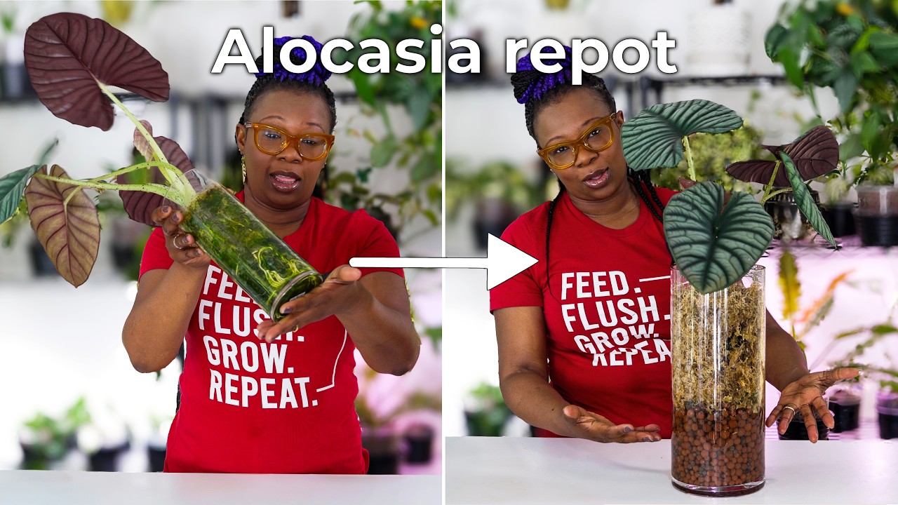 Repotting Alocasia in Semi Hydro | Sphagnum Moss/LECA combo vs Pon