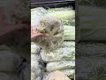 Big cauliflower