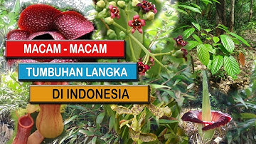 10 Daftar tumbuhan langka di Indonesia yang terancam punah