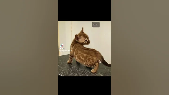 Video 5922551: snow mink bengal kitten, bengal kitten catlover, kitten bengal pets