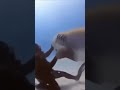 Shart gets rotated