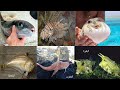 ما هي نواع الاسماك السامة في البحر الأحمر
