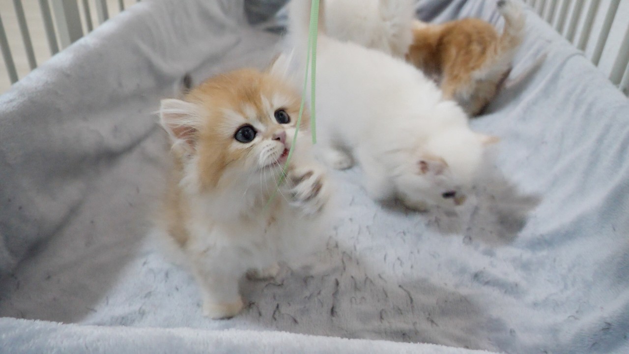 Here are some kittens trying to get a toy they can't reach even