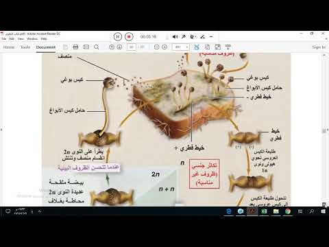 بكالوريا علوم  تكاثر فطر العفن الأسود -نضال اقجه