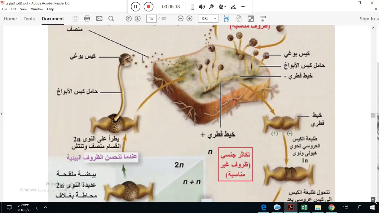 بكالوريا علوم  تكاثر فطر العفن الأسود -نضال اقجه