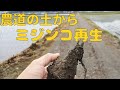 土からミジンコ再生