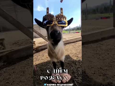 Главный и самый эпатажный козел передает поздравление, с Днем Рождения! #shorts