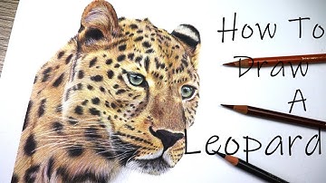 How to Draw a LEOPARD in Colour Pencil | Big Cat Fur & Spots Tutorial