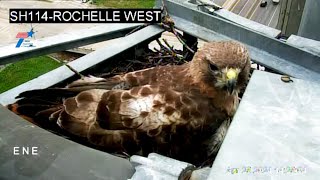 LIVE: Bird nesting on Texas highway camera