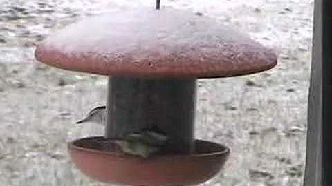 Watch the video about Cat Talks to Birds