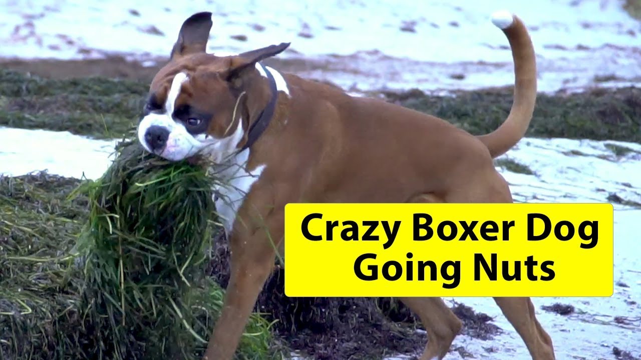 Crazy Boxer Dog Going Nuts At The Beach! YouTube