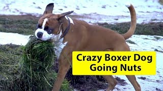Crazy Boxer Dog Going Nuts At The Beach