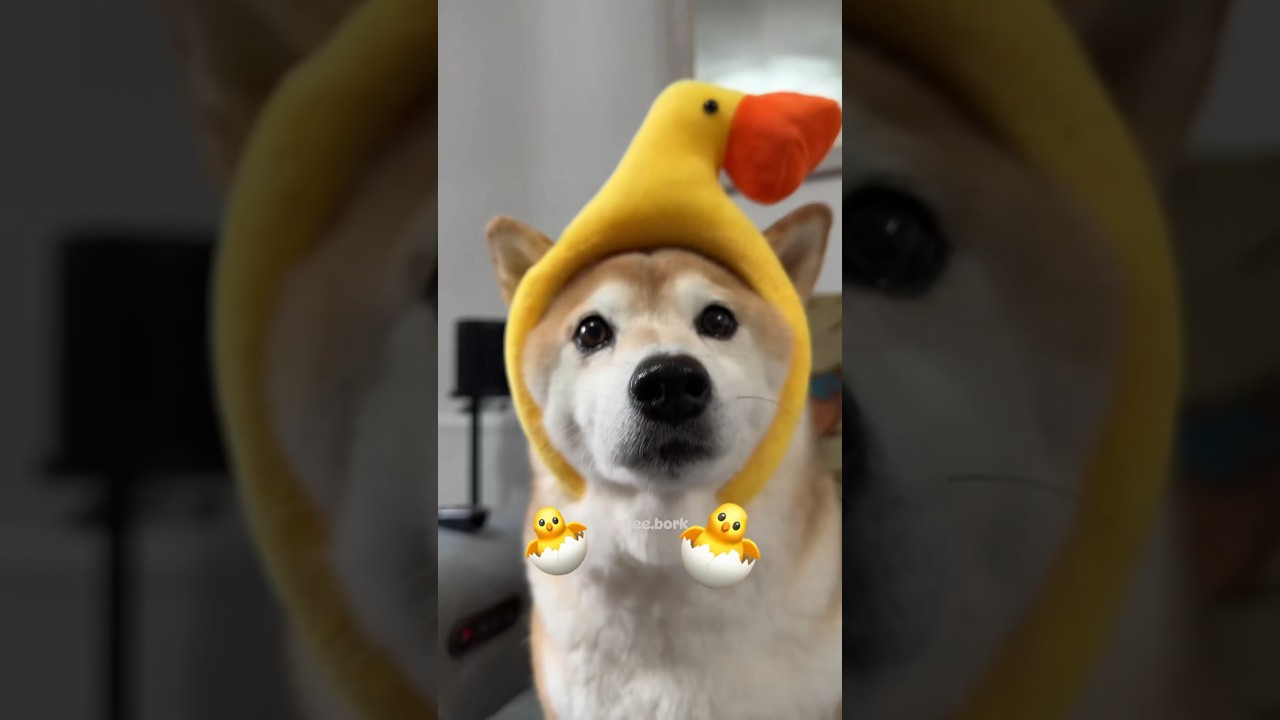 Pokédance meme mashup with my doge 