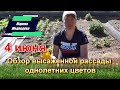 Обзор высаженной рассады однолетних цветов