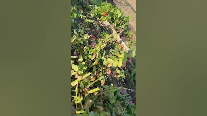 Helping my mom out in the garden pt.2