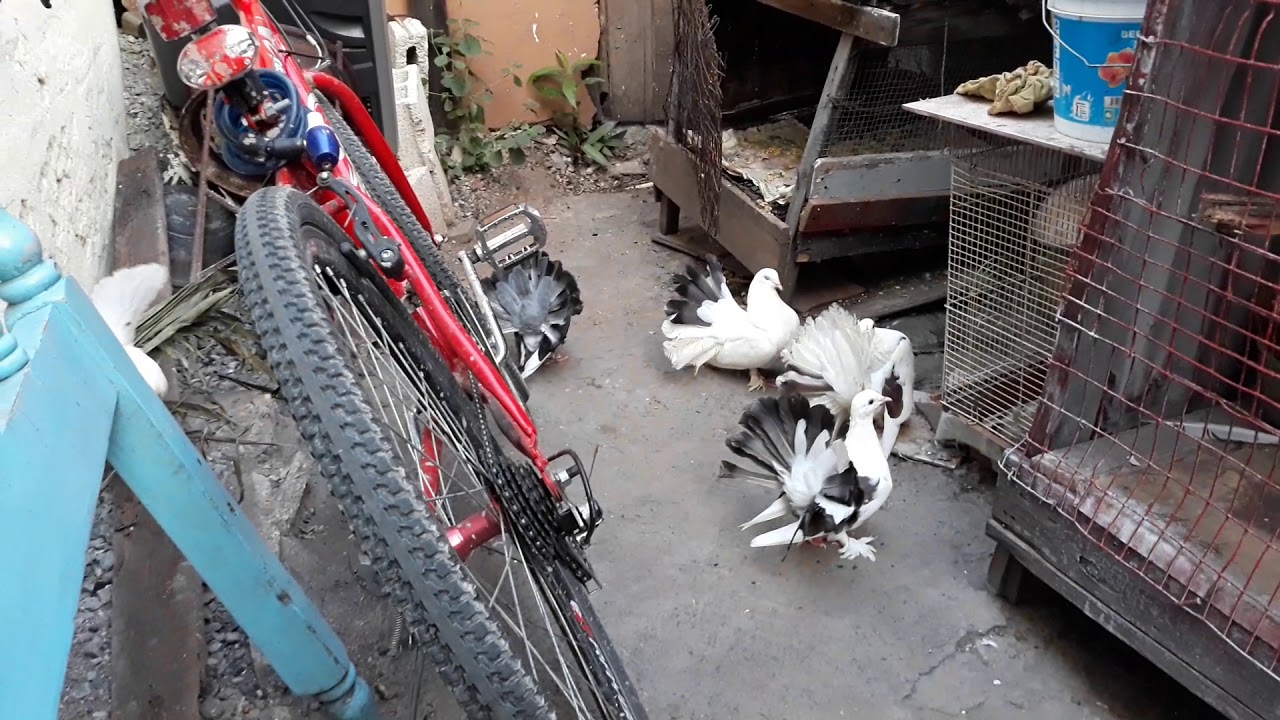 Jamaican Fantail pigeons 