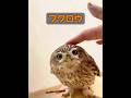 フクロウは飼い慣らすことができるのか? #自然 #動物プロダクション #animals #動物 #癒し