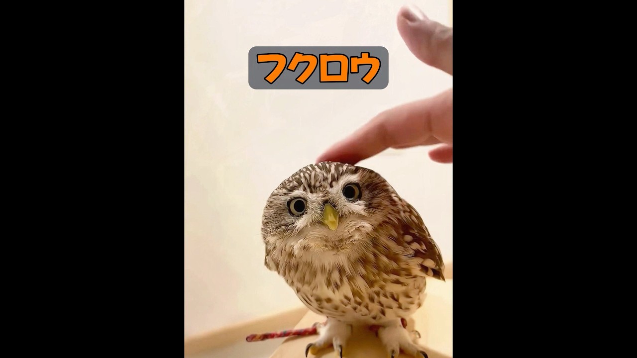 フクロウは飼い慣らすことができるのか? #自然 #動物プロダクション #animals #動物 #癒し