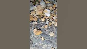 I found a tiny Brachiopod fossil today