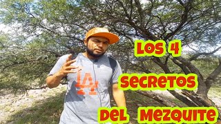 Lo que no sabias  4 beneficios  del mezquite  /aquí te las comparto