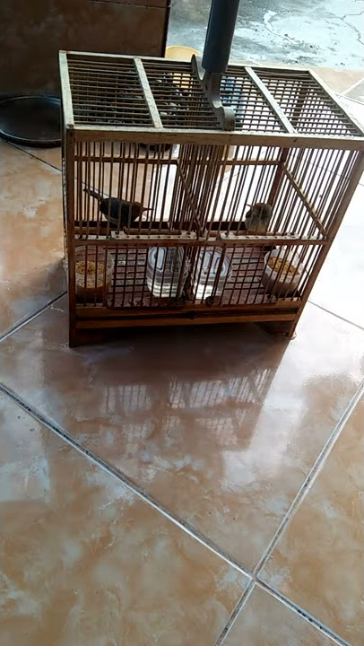 Prenjak pikat sepasang gacor dor