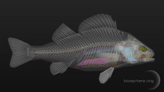 3D Fish Anatomy Software for Desktop screenshot 5