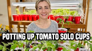 Potting Up My Tomato Solo Cups!