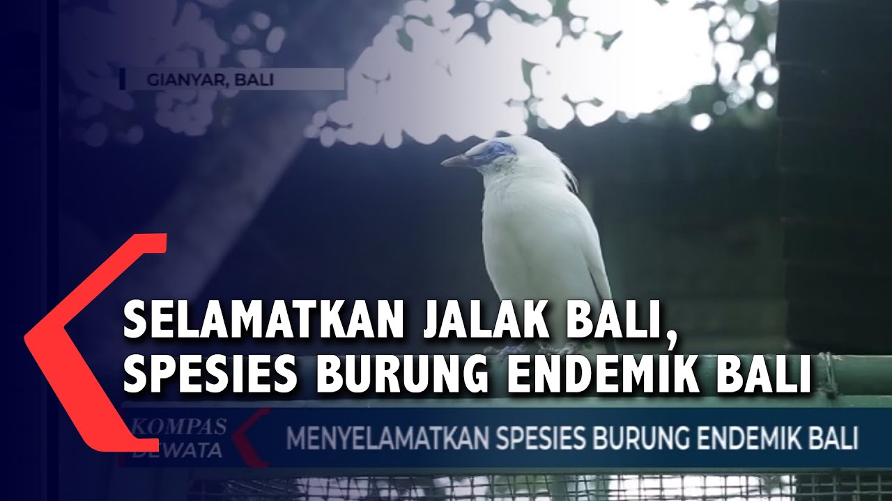 SELAMATKAN JALAK BALI 