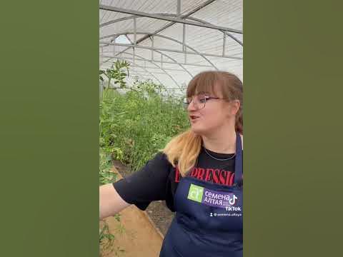 Сибирский экспресс #семена #сад #дача #огород #семенаалтая - YouTube