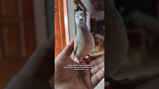 Tips ampuh menjinakkan burung perkutut #shortvideo