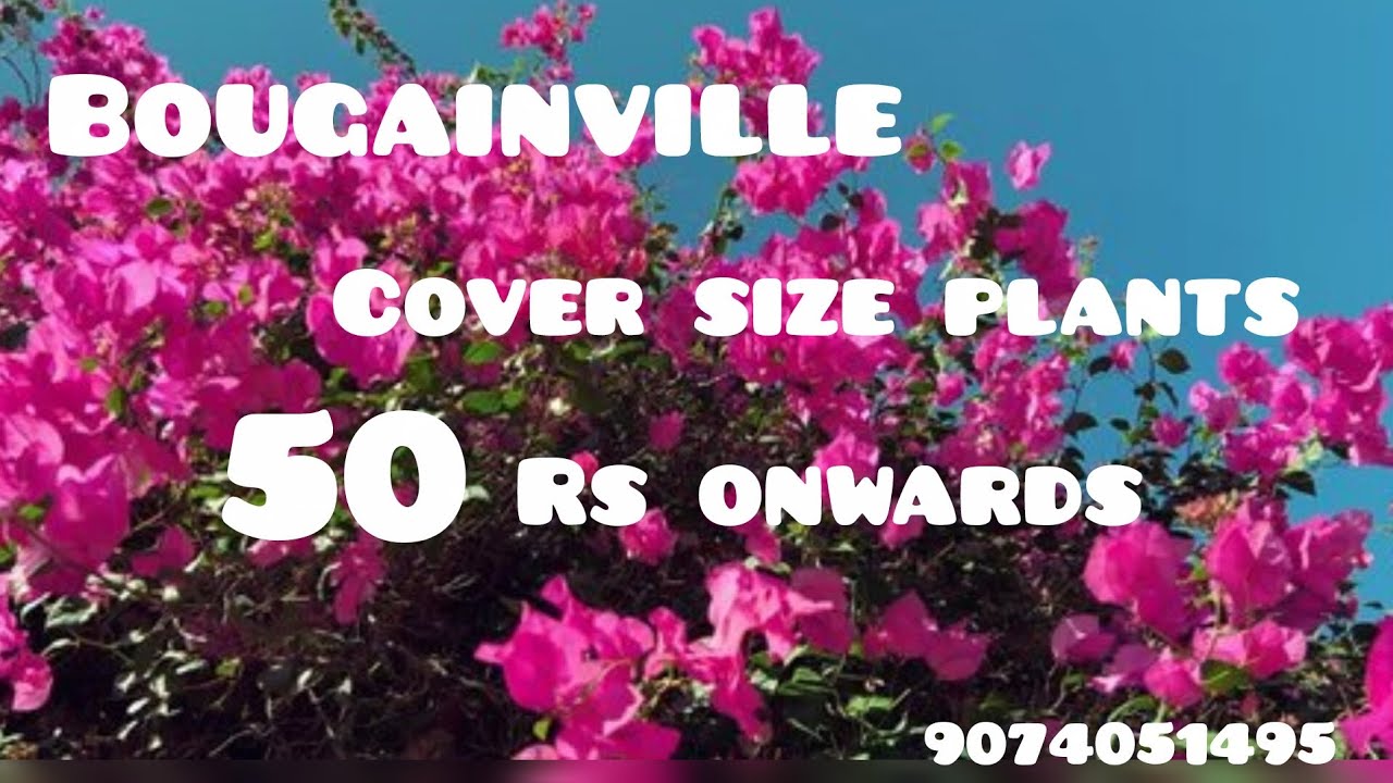 Bougainville at cheapest price @ ernakulam