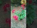 рџ ђ Red Chrysanthemum рџ ђ Red Flower Garden Gardening рџ ђ Red Chrysanthemum рџ ђ Red Flower Garden Gardening