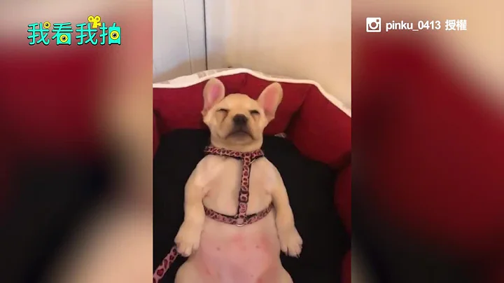 法国斗牛犬仰天大睡，马麻乱入牠踢腿抗议｜宠物｜狗 - 天天要闻