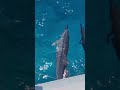 We encountered spinner dolphins when sailing in Hawai'i on June 30th. We all felt so much joy!