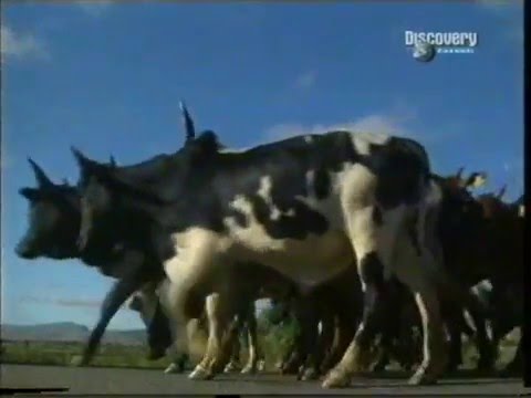 Видео: Мадагаскар тоглоомыг хэрхэн тоглох