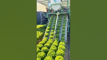 Innovative Lettuce Harvester by Hortech Srl Italy – Smart Farming Technology #Shorts