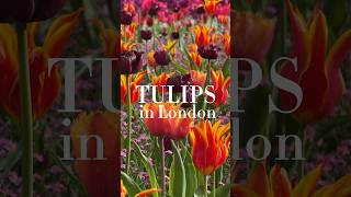 🌷Where to see tulips in London 🌷