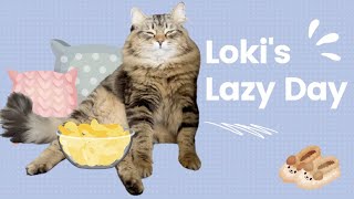 Loki lazy day  Funny Siberian Cat