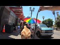 Cash 2.0 Great Dane walking in Los Angeles (1 of 2) の動画、YouTube動画。